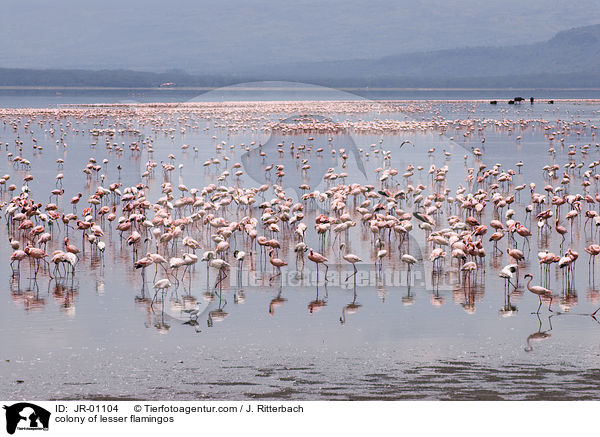 Kolonie Zwergflamingos / colonyof lesser flamingos / JR-01104